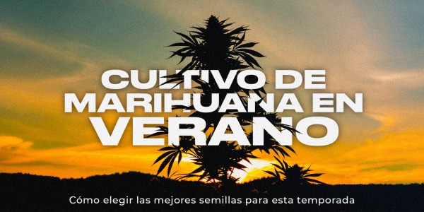 Cultivo de marihuana en verano: cómo elegir las mejores semillas para esta temporada