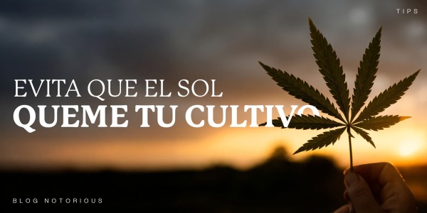 Evita que el sol queme tu cultivo