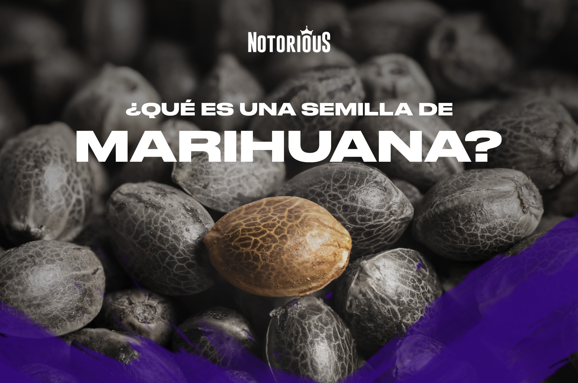 El tamaño, el color y la forma de las semillas de marihuana: indicadores  que pueden ser engañosos