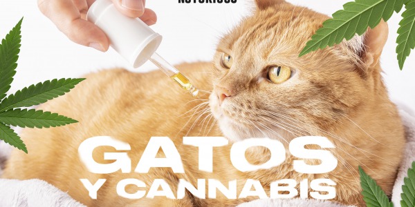 Cannabis para gatos
