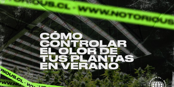 Cómo controlar el olor de tus plantas en verano 