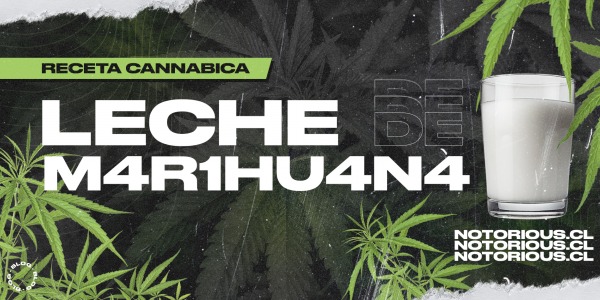 Receta cannabica: Leche de marihuana