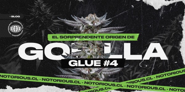 El sorprendente origen de Gorilla Glue #4