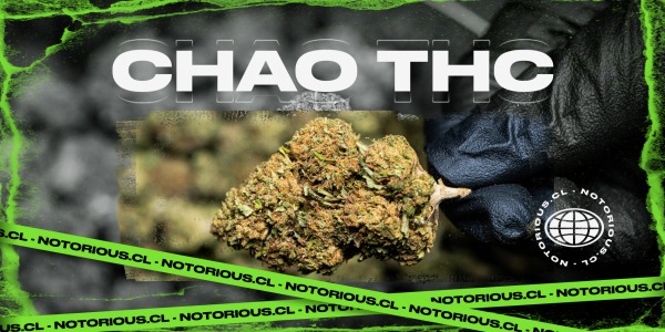 Chao THC